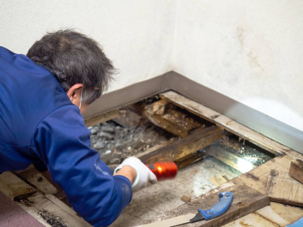 Best Professional Mold Removal  in Edinburg, IL