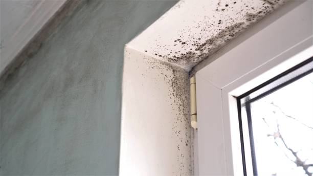 Best Mold Removal Near Me  in Edinburg, IL