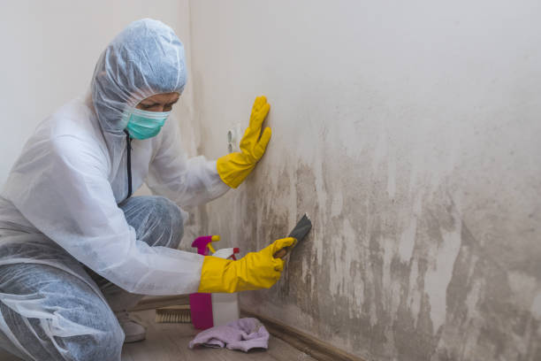 Best Certified Mold Removal  in Edinburg, IL