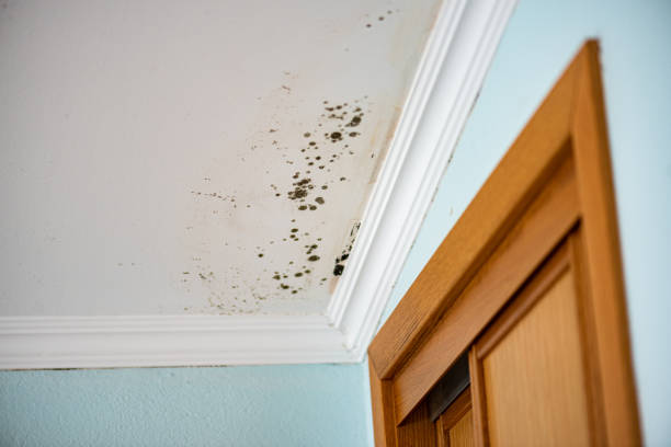 Reliable Edinburg, IL Mold Removal Solutions