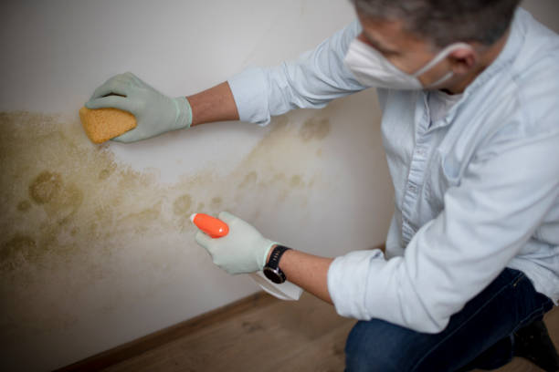 Office Mold Removal Services in Edinburg, IL