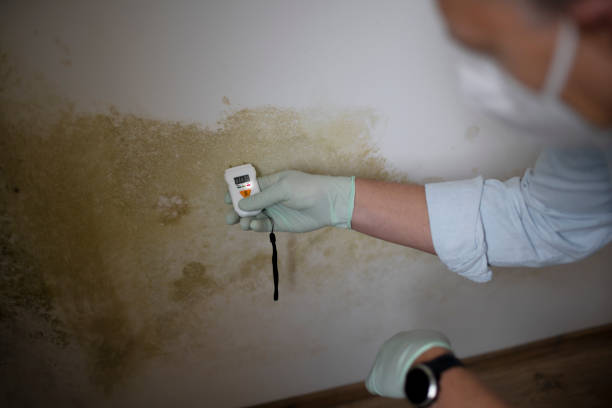 Best Local Mold Removal Service  in Edinburg, IL