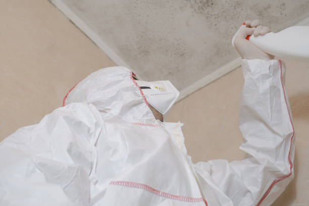 Best Best Mold Removal Companies  in Edinburg, IL