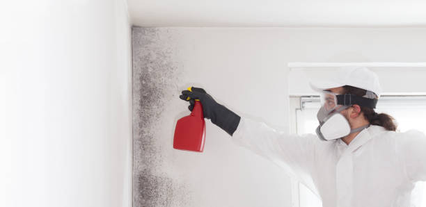 Best Black Mold Removal  in Edinburg, IL