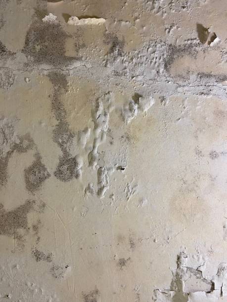 Best Mold Inspection  in Edinburg, IL