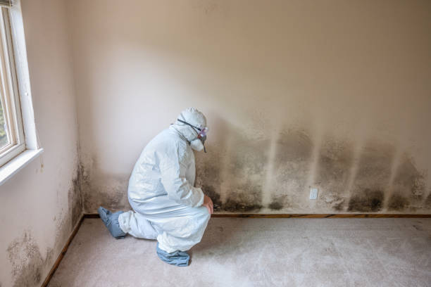 Best Local Mold Removal Service  in Edinburg, IL