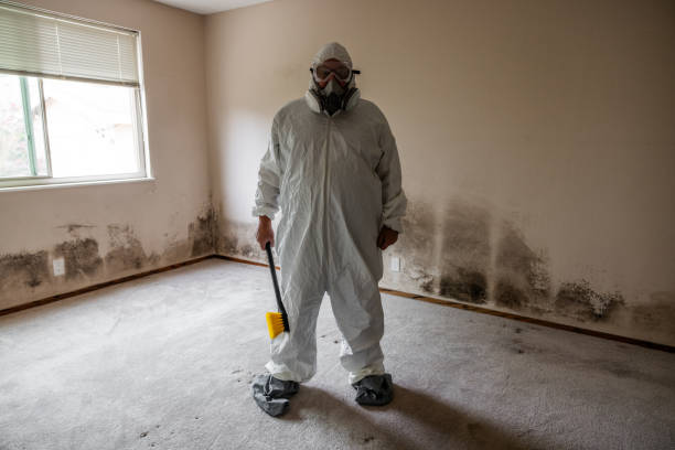 Best Mold Removal Company Near Me  in Edinburg, IL