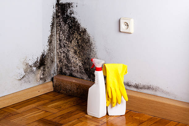 Best Fast Mold Removal  in Edinburg, IL
