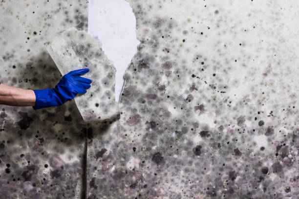 Best Mold Removal Company Near Me  in Edinburg, IL